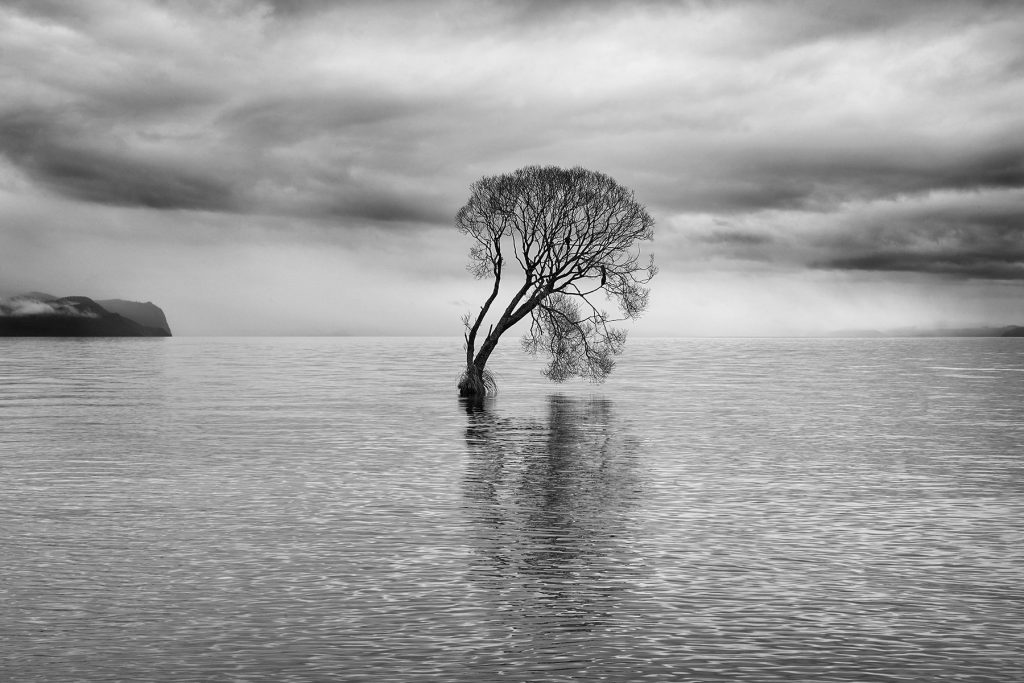 Aroaroā / Lake Taupo Tree