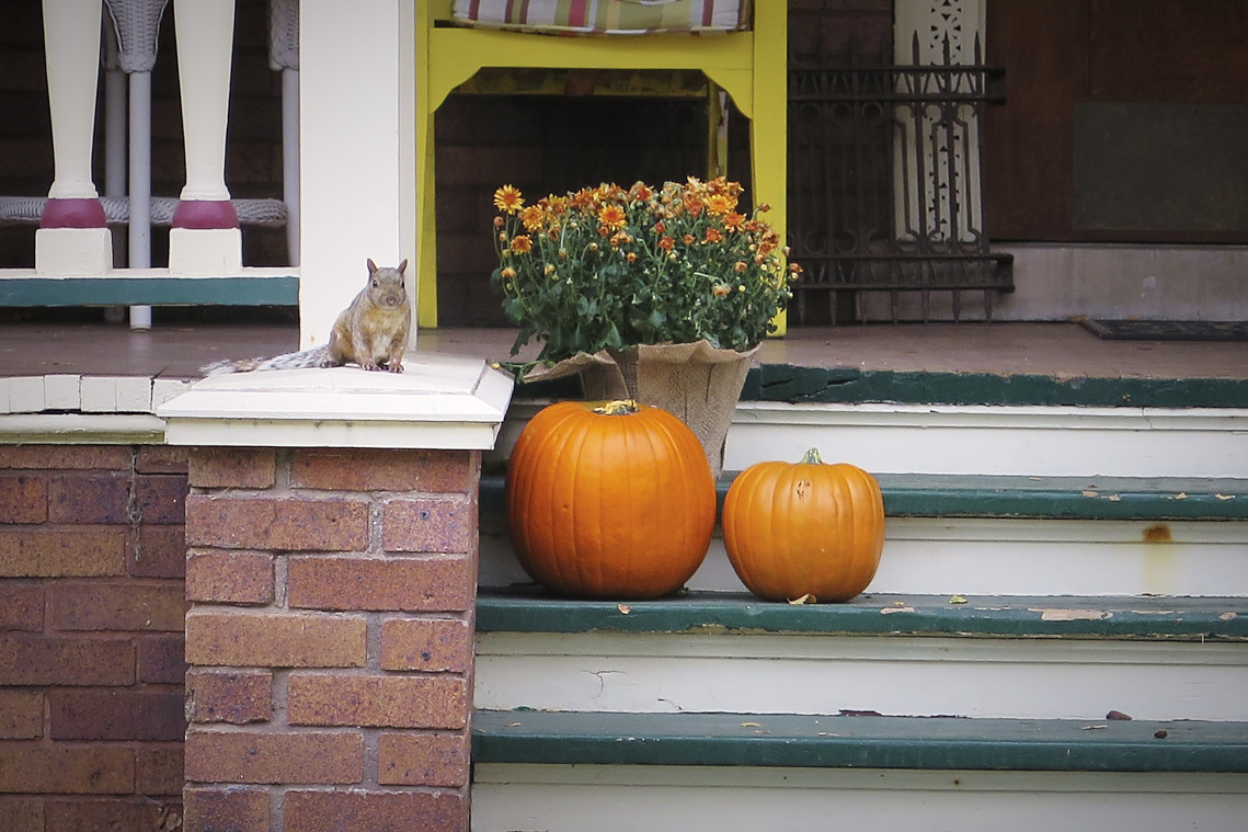 A squirrel waiting for me to move on so that he can feast