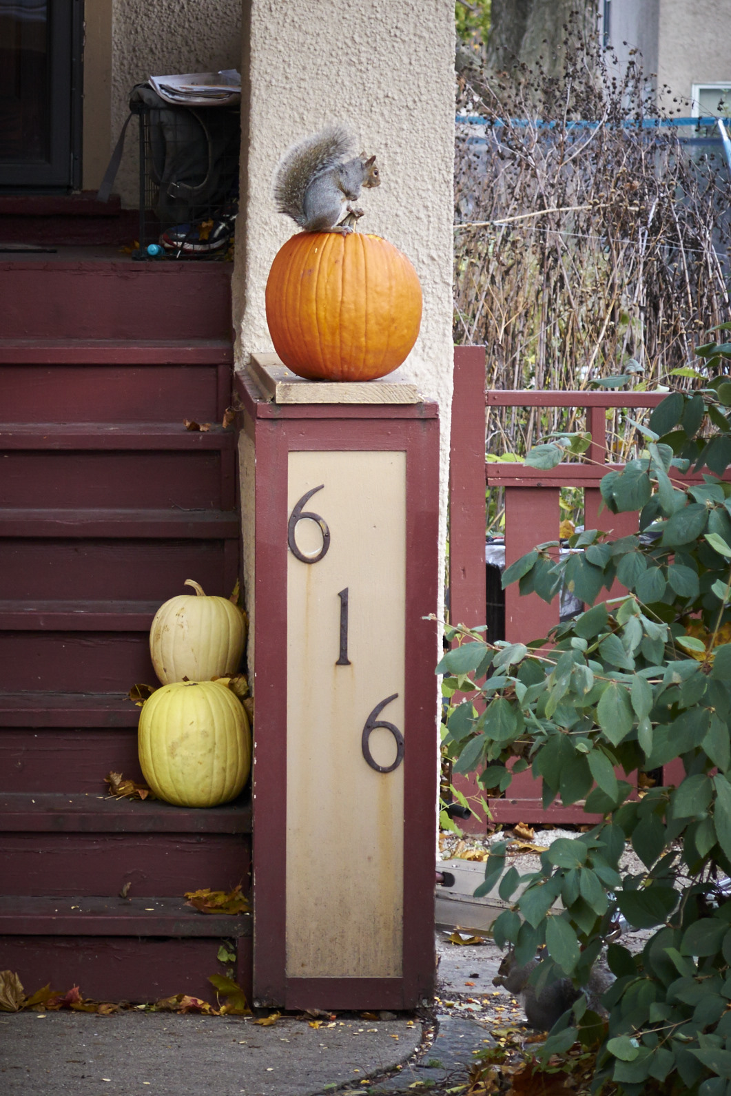 A squirrel feasts on a Halloween pumpkin A squirrel feasts on a Halloween pumpkin- at least I think that is what he is doing?