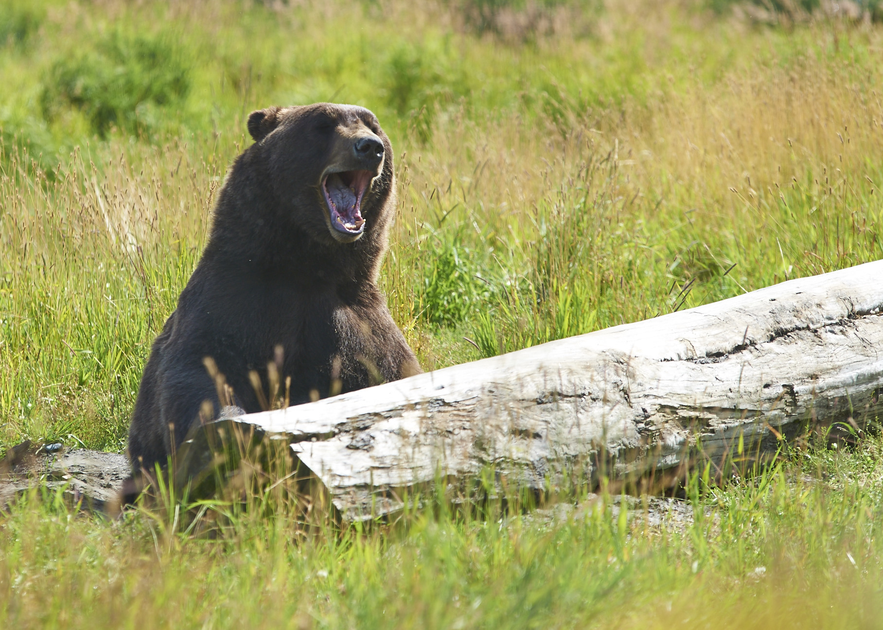 A very sleepy bear enjoys some timeout at the Alaskan Conservation Center