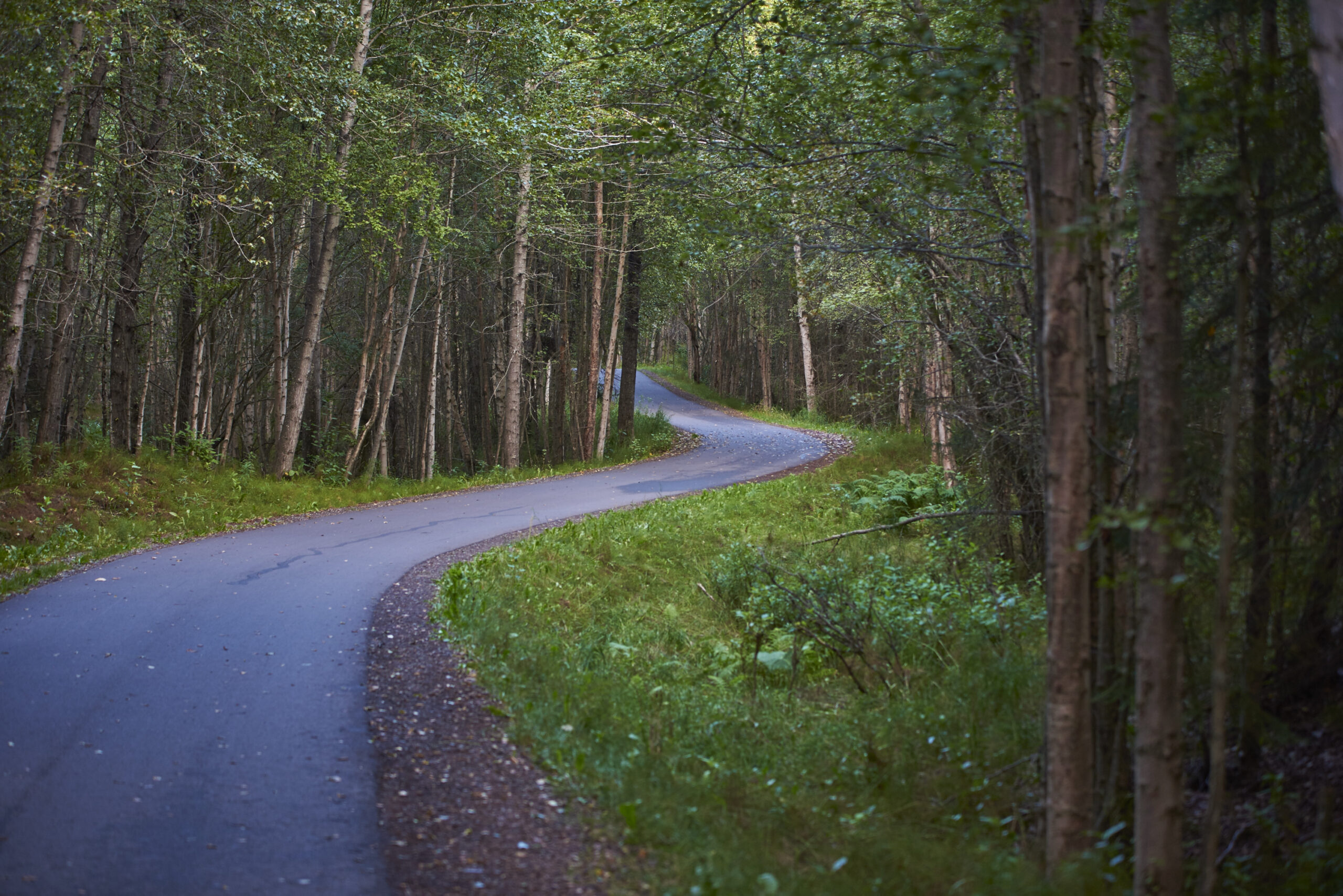 The trail winds along the coast & through lush forest