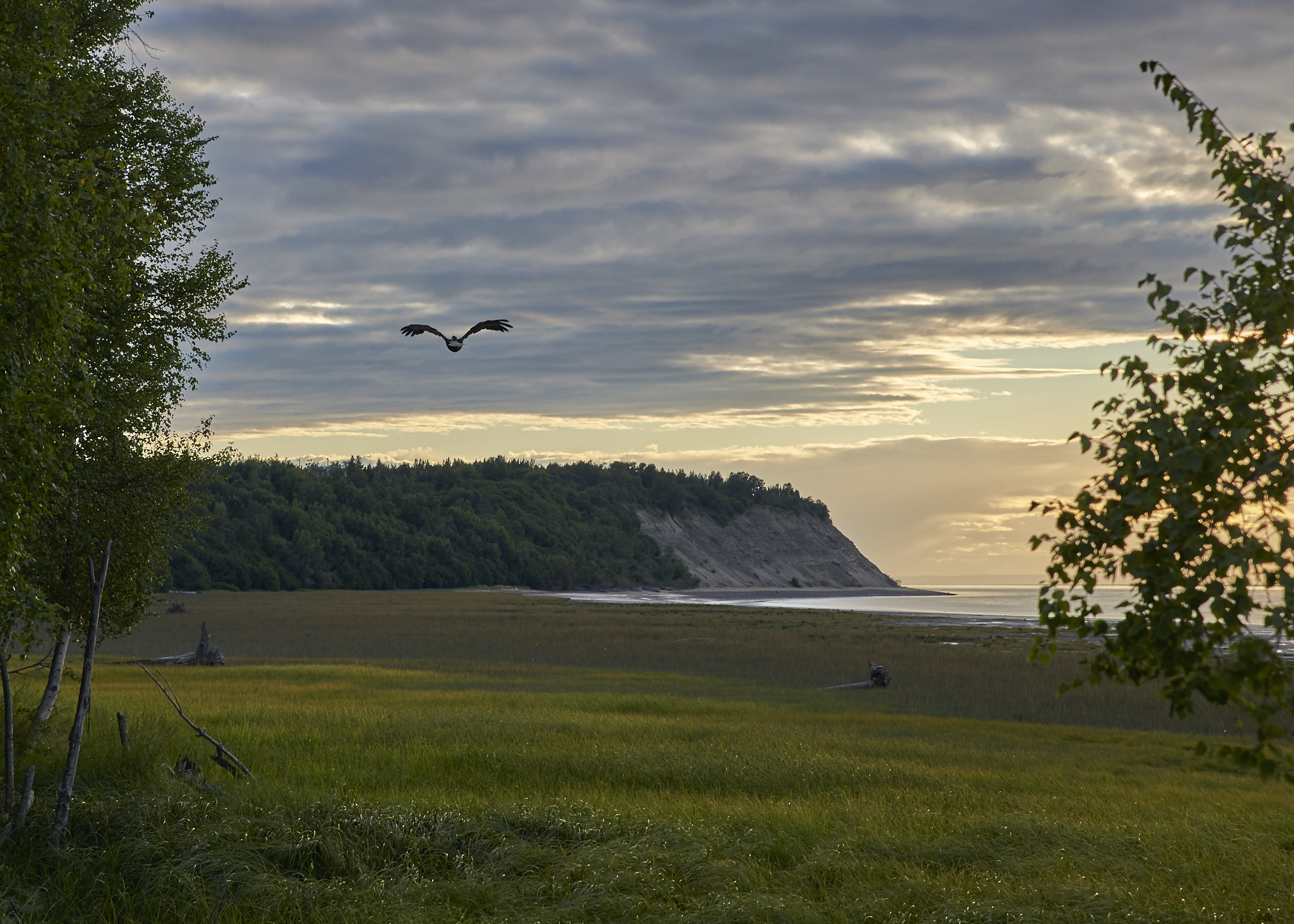 A Bald Eagle flies south along the Coastal Trail