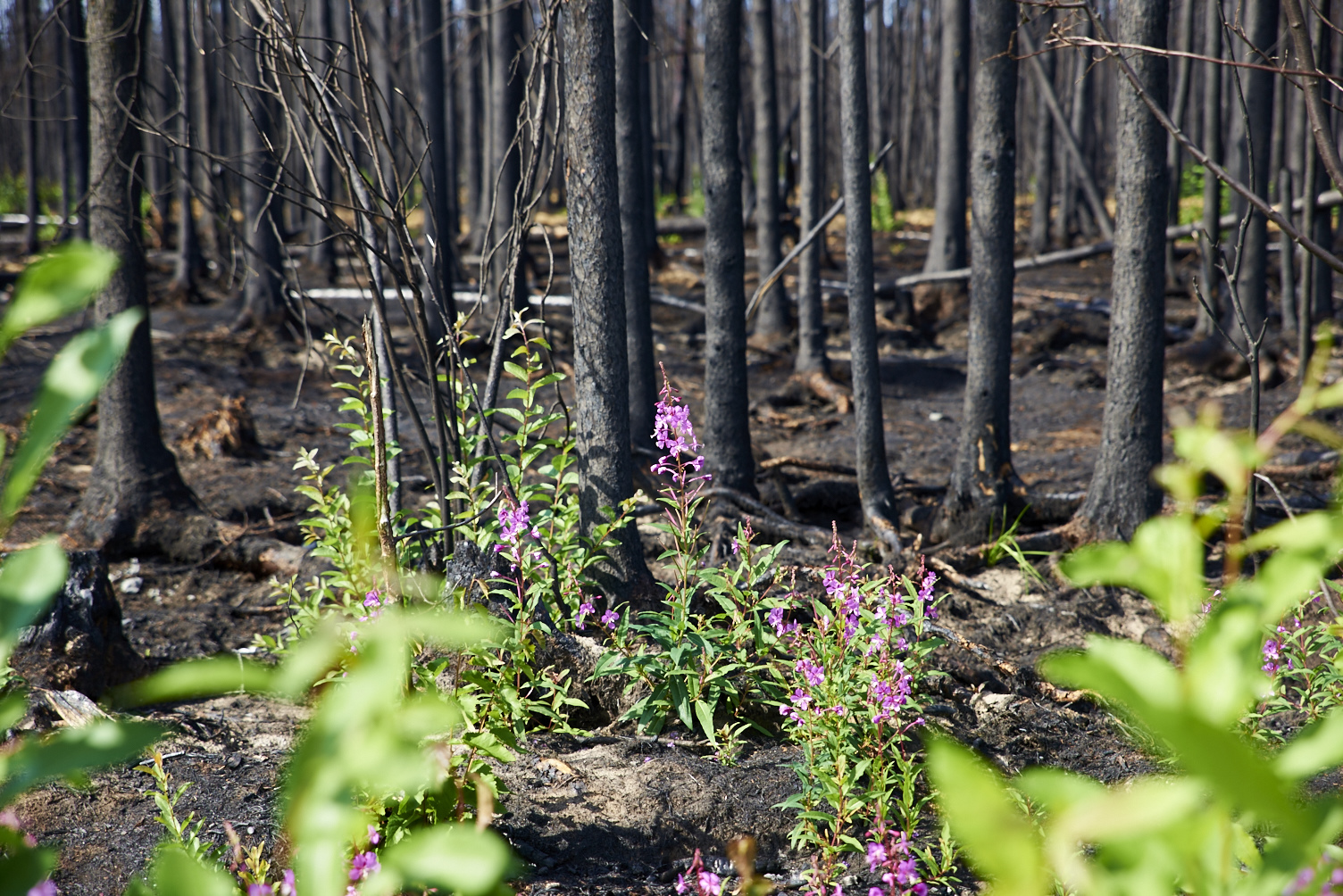 Spectacular forest regeneration