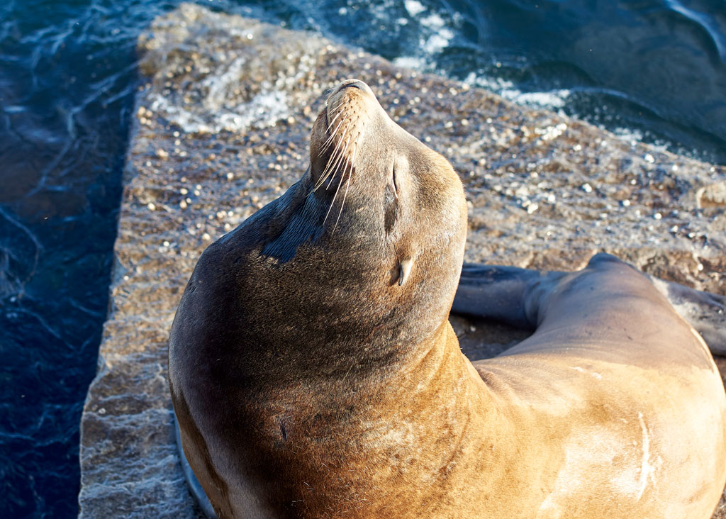 California Seals sunbathing on the US Coastguard Pier, Monterey