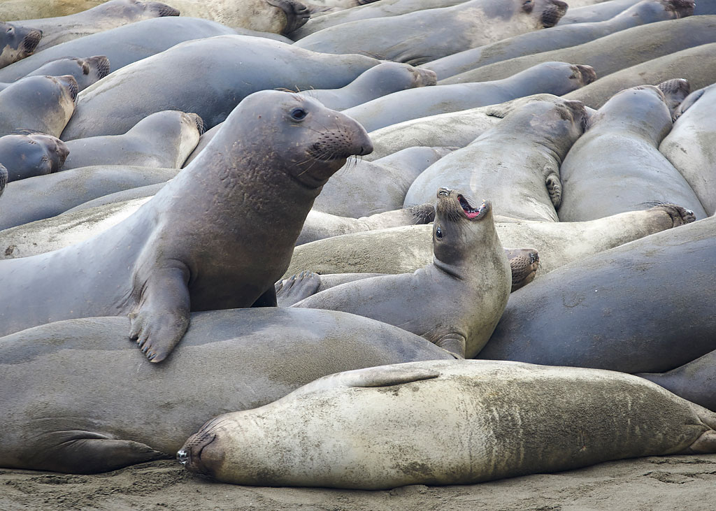 Elephant Seals at the southern range of Big Sur, near San Simeon