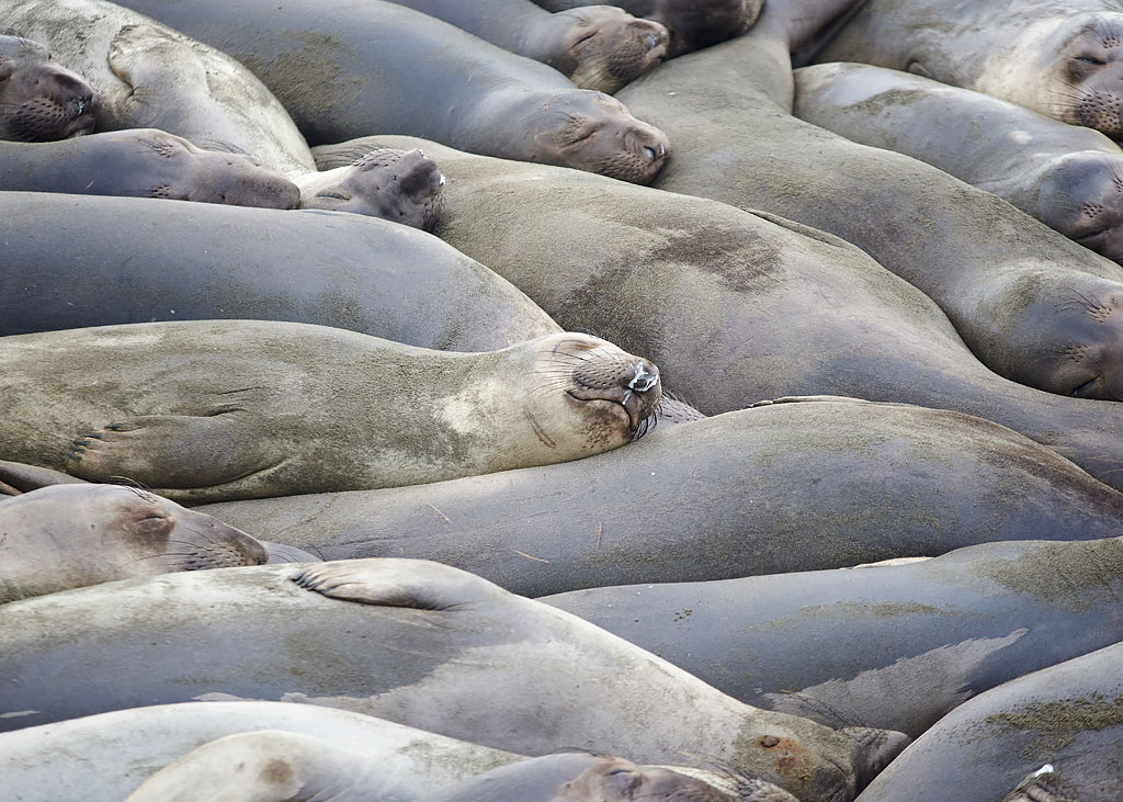 Smelly, snotty, Elephant Seals near San Simeon