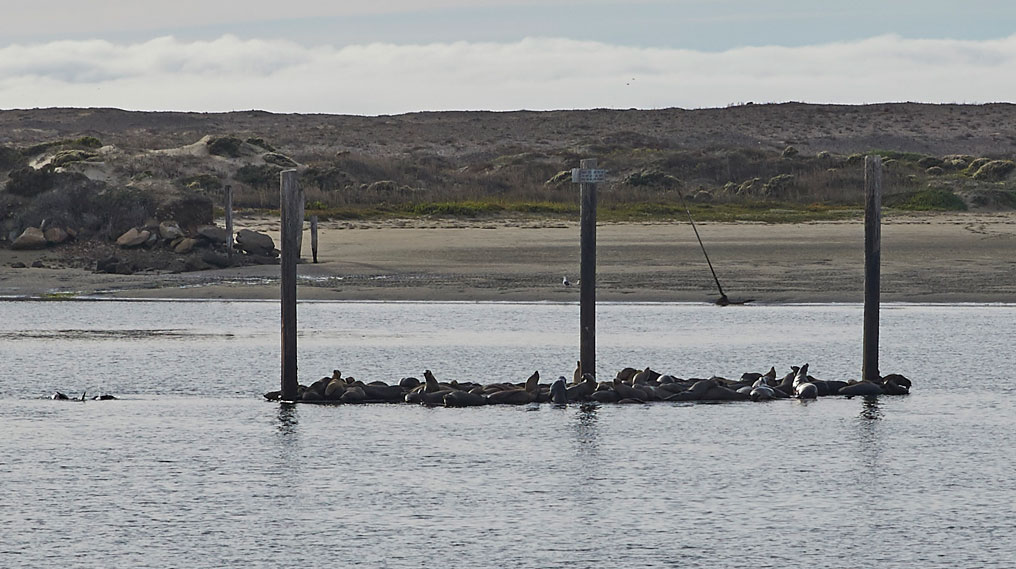 Seals rest in Morro Harbour